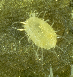 Usadili se vám přes zimu na pokojovkách škůdci? Poradíme, jak na ně!