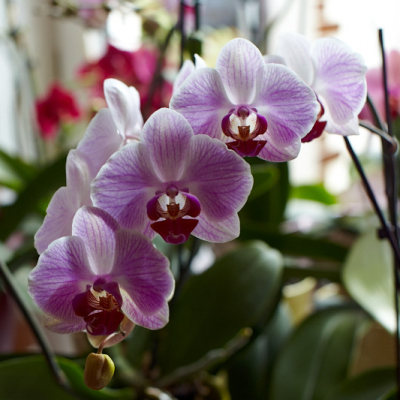 Můrovec – nenáročná orchidej