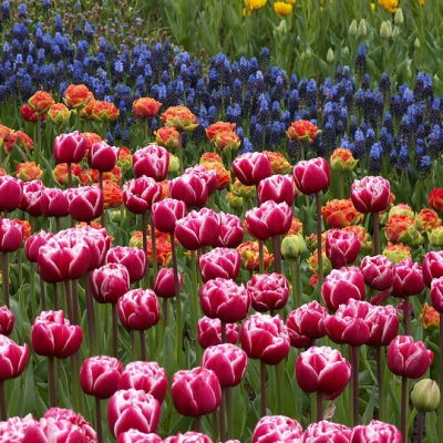 Keukenhof – park plný tulipánů