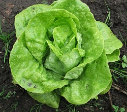 Rady pro správnou výsadbu salátu do skleníku