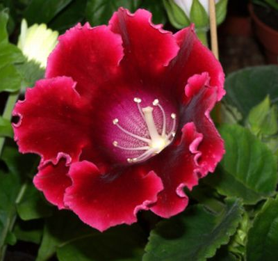 Přesazování pokojových rostlin krok za krokem…