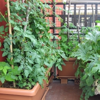 Odrůdy rajčat a paprik pro pěstování na balkónu