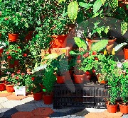 I pokojovky ocení čerstvý vzduch a ranní rosu