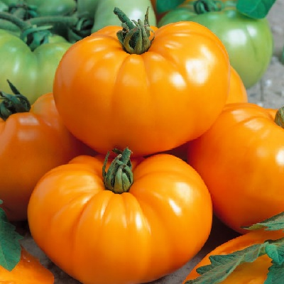 Zajímavosti v sortimentu rajčat a okurek