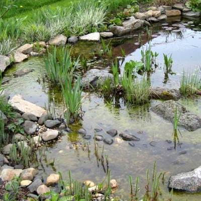 Trápí vás řasy v jezírku? Možností, jak se jich zbavit, je hned několik!