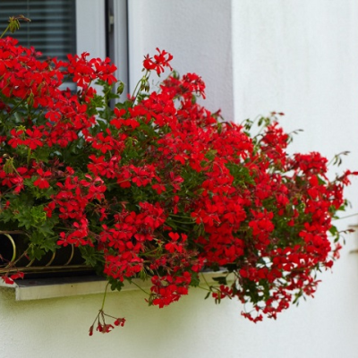 Chcete mít na okně vodopád květů? S pravidelnou péčí o rostliny a díky správnému hnojení to nebude žádný problém!