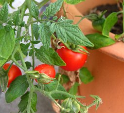 Nedaří se vám letos pěstování rajčat v nádobách? Ještě to můžete dohnat, poradíme, co je důležité!
