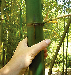Velká letní soutěž o bambusy začíná!