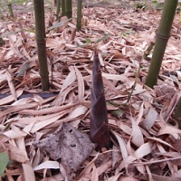 Blíží se velká letní soutěž o bambusy v hodnotě 4.500 Kč