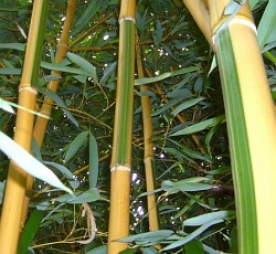 Velká letní soutěž o nejsilnější bambusové stéblo má svého vítěze!