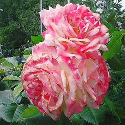 Fotografie z vašich zahrad – růže paní Procházkové a zbrusu nová pergola paní Trskové