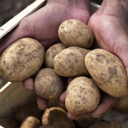 Jak správně sklízet a na zimu uskladnit brambory