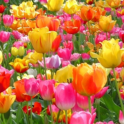 Blíží se podzimní výsadba cibulovin, poradime, jak postupovat.