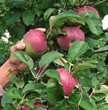 Rady pro úspěšnou sklizeň a správné skladování jablek a hrušek