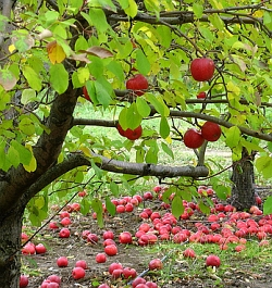 Péče o ovocné stromy v podzimních měsících