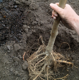 V září je čas na výsadbu ovocných stromků