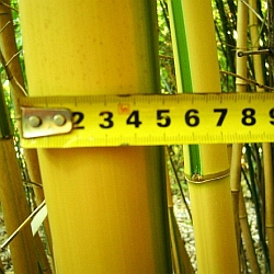 Fotografie z předávání hlavní ceny v soutěži o bambusy