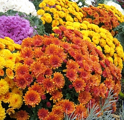 Co s chryzantémou, která odkvétá? Poradíme, jak se o ni dále starat, do kompostu ji rozhodně nedávejte!