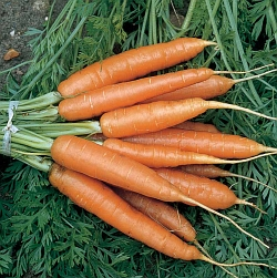 Mrkev a petržel můžete vysévat i v listopadu. Lépe na jaře vzchází a počítat můžete s dřívější sklizní!