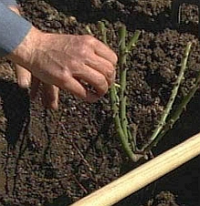 Rady pro podzimní výsadbu růží