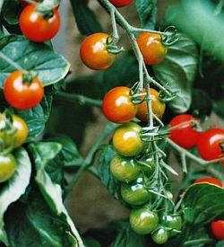 Před mrazy otrhejte zelená rajčata a nechat je doma dozrát. Poradíme jak!