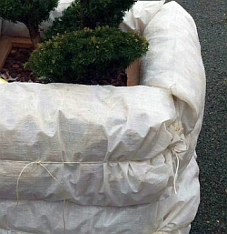 Jak správně zazimovat rostliny pěstované ve velkých nádobách na balkoně a nebo terase…