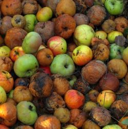 Kontrolujete uskladněné ovoce a zeleninu? Pokud ne, můžete přijít rychle o podstatnou část vypěstované úrody!