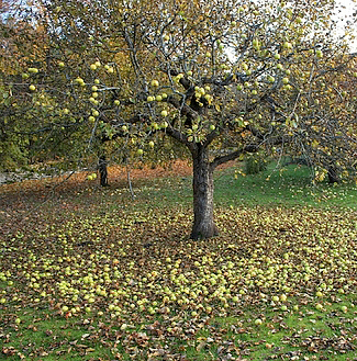 Rady pro práci na zahradě v listopadu