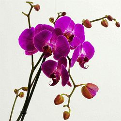 Je čas na orchideje, náš video návod vám poradí, jak na ně!