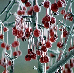 Rady pro práci na zahradě v prosinci