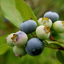 Borůvky na balkon i do zahrady snadno a včas!
