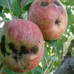 Chcete mít letos zdravá jablka? Pak je potřeba zasáhnout proti strupovitosti!