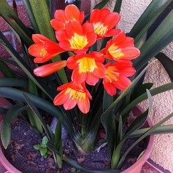 Už máte přesazené pokojovky? Pokud ne, měli byste si pospíšit, blíží se totiž doba jejich letnění…