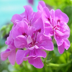 Muškáty a petúnie – klasika pro okenní truhlíky!