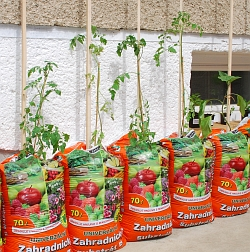 Jak pěstovat rajčata a okurky bez záhonu