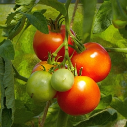 Rady pro úspěšné pěstování rajčat…