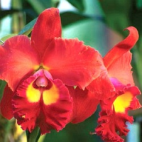 Přemýšlíte o netradičním dárku k Vánocům? Darujte orchidej, Cattleya určitě potěší!