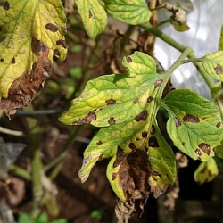 Jak ochránit rajčata a okurky před plísní a škůdci ?
