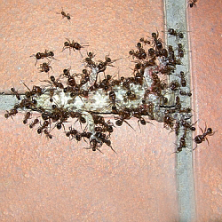 Léto je doba mravenců. Víte jak před nimi chránit sami sebe a své potraviny?