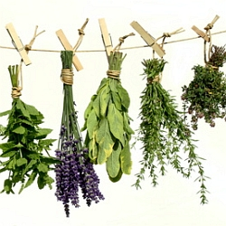 Doba pro sběr bylinek se krátí, nezapomeňte si je doplnit do své zelené lékárny!