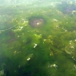 Trápí vás řasy v zahradním jezírku, poradíme jak na ně!