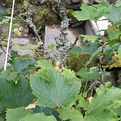 Trápí vás mechy a lišejníky na ovocných dřevinách? Poradíme s jejich likvidací…