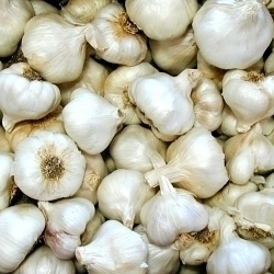 Blíží se doba podzimní výsadby česneku, nezapomeňte na správné moření!