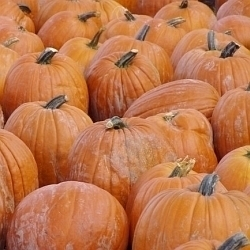 Umíte správně skladovat dýně?