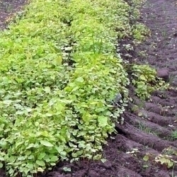 Zelené hnojení obohatí bez chemie půdu na zahrádce o humus a potřebné živiny!