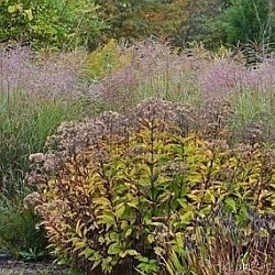 Blíží se k nám zima, nezapomeňte správně zazimovat trvalky!