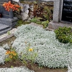 Víte, jak vhodně upravit hrob na Dušičky? Přinášíme pár rad a nápadů…