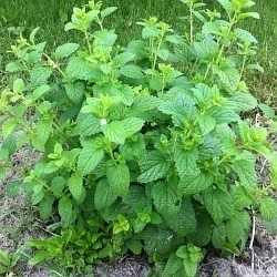 Zdá se vám, že nezvládáte současnou krizovou situaci? Proti stresu doma i v práci pomůže meduňka!