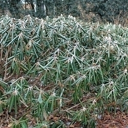 Víte, jak správně nachystat na zimu rododendrony a azalky?