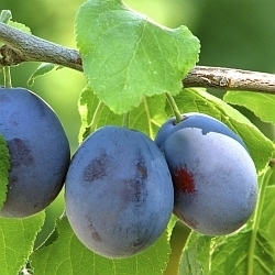 Jak správně sázet švestky